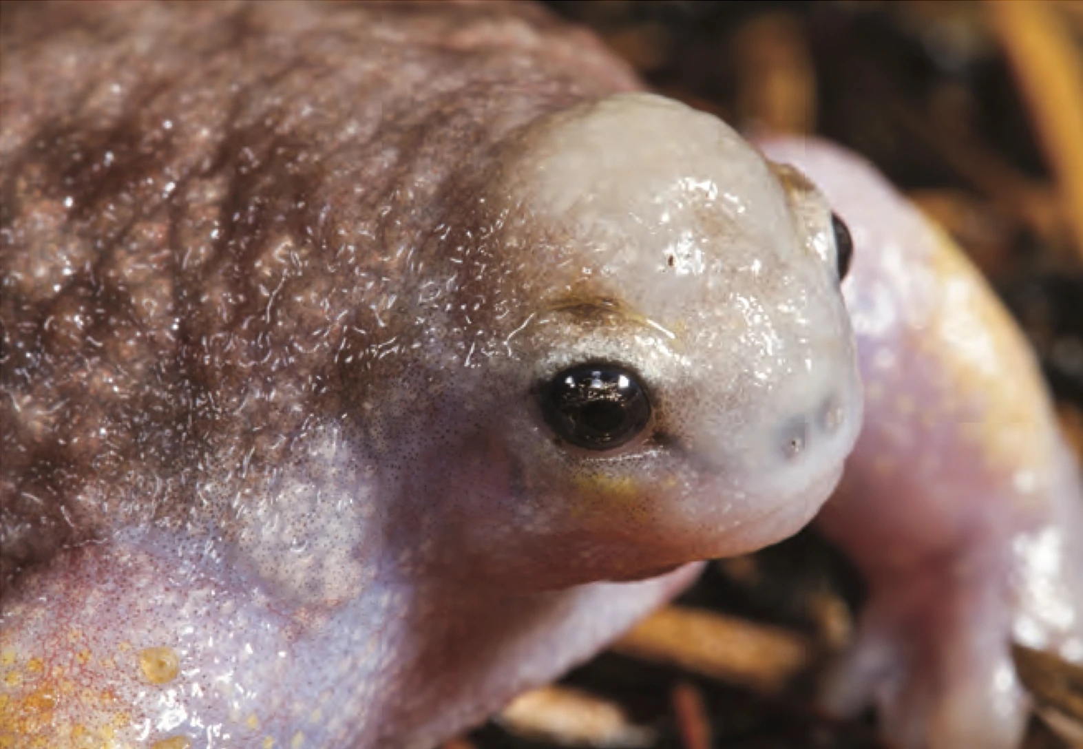 カメガエルの写真