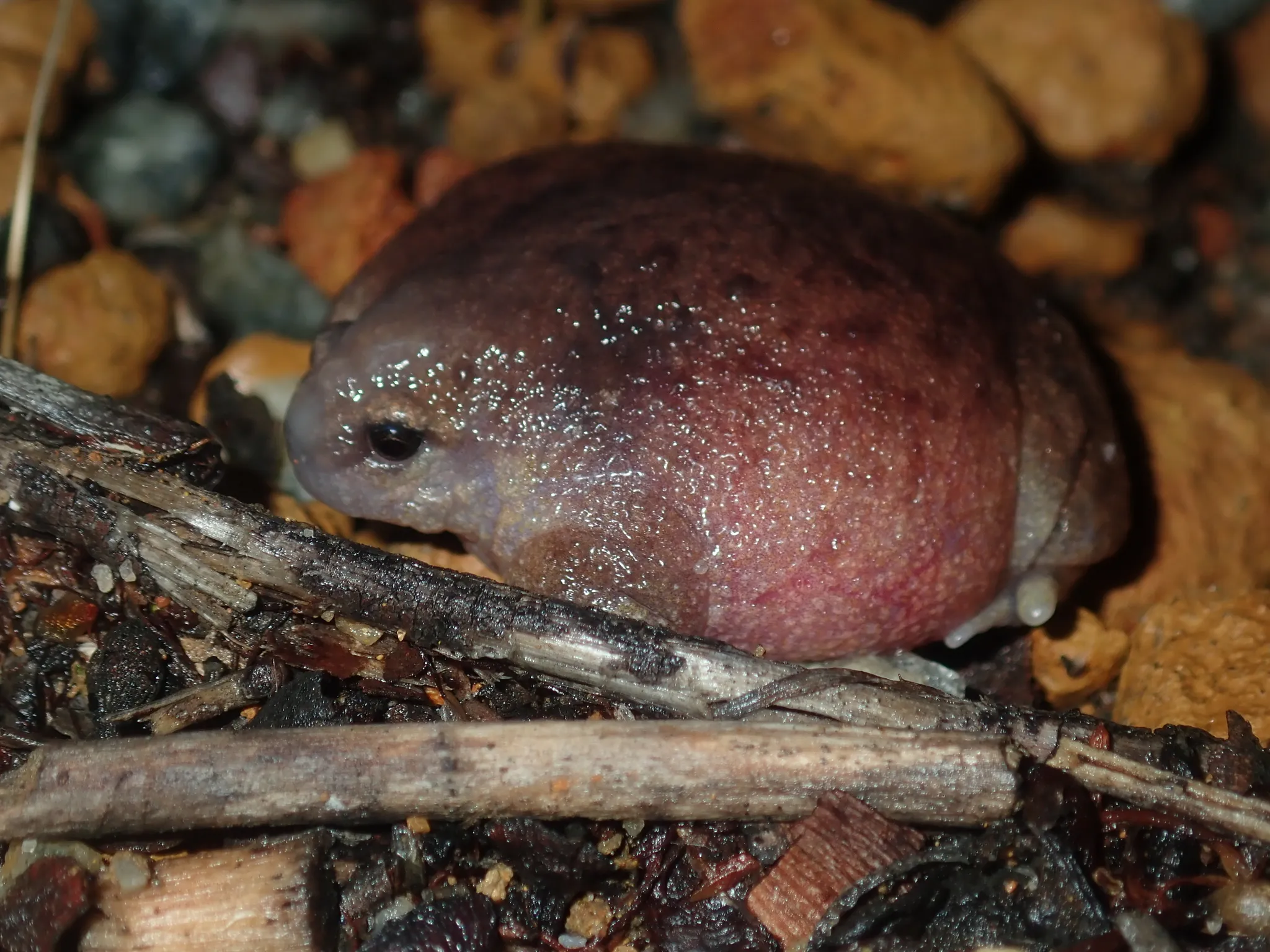 カメガエルの写真