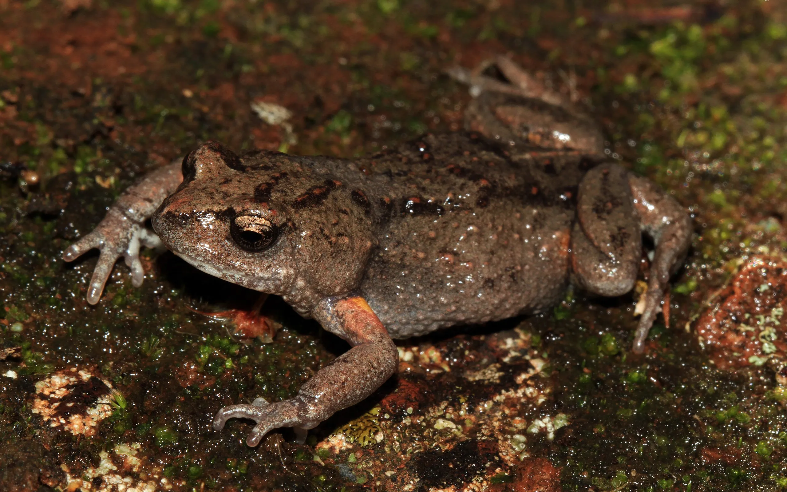 Photo of the Bibron's Toadlet