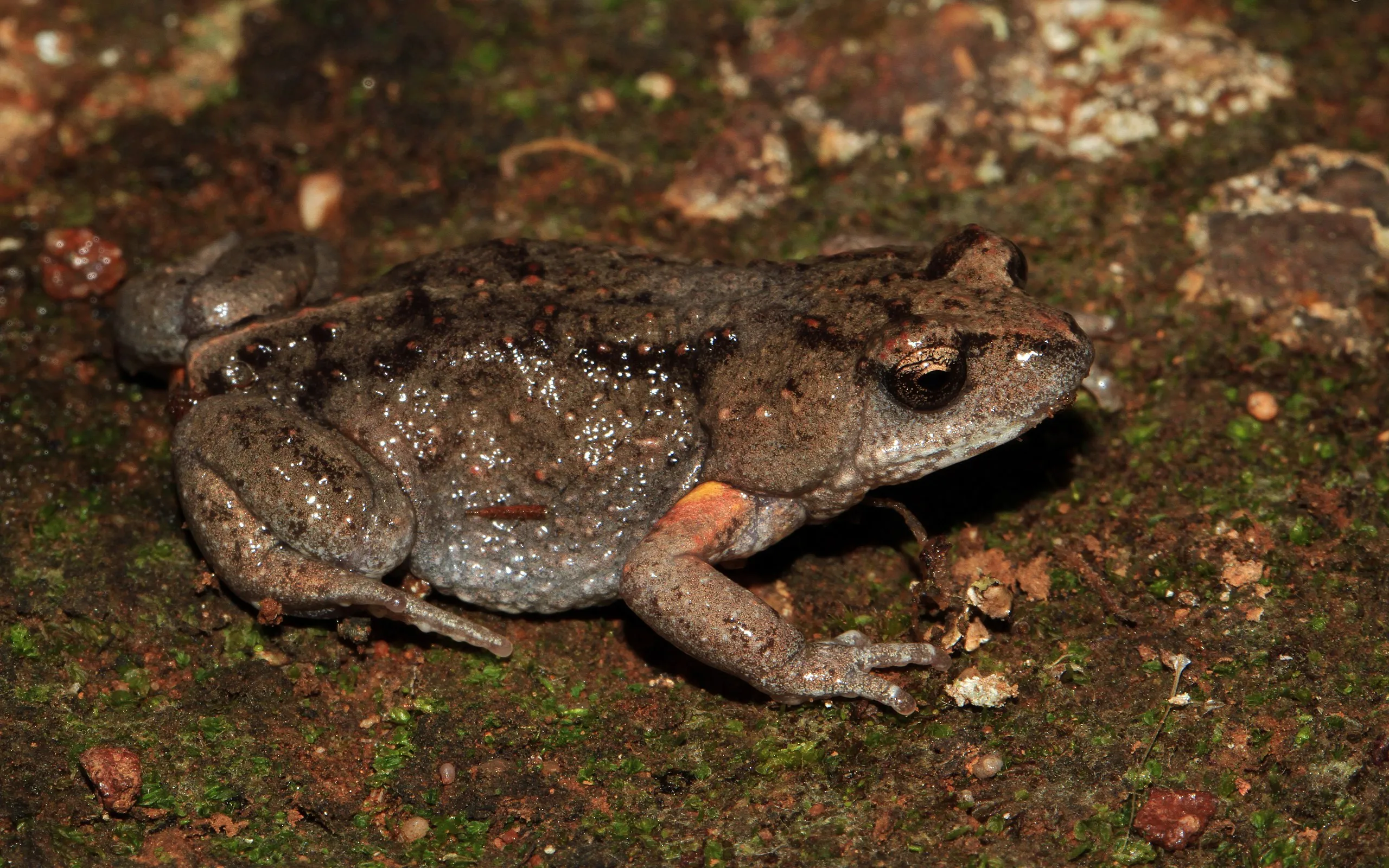 Photo of the Bibron's Toadlet