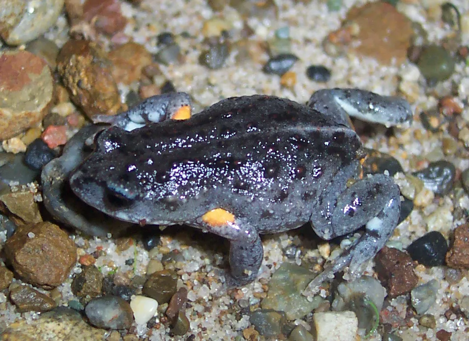 Photo of the Bibron's Toadlet