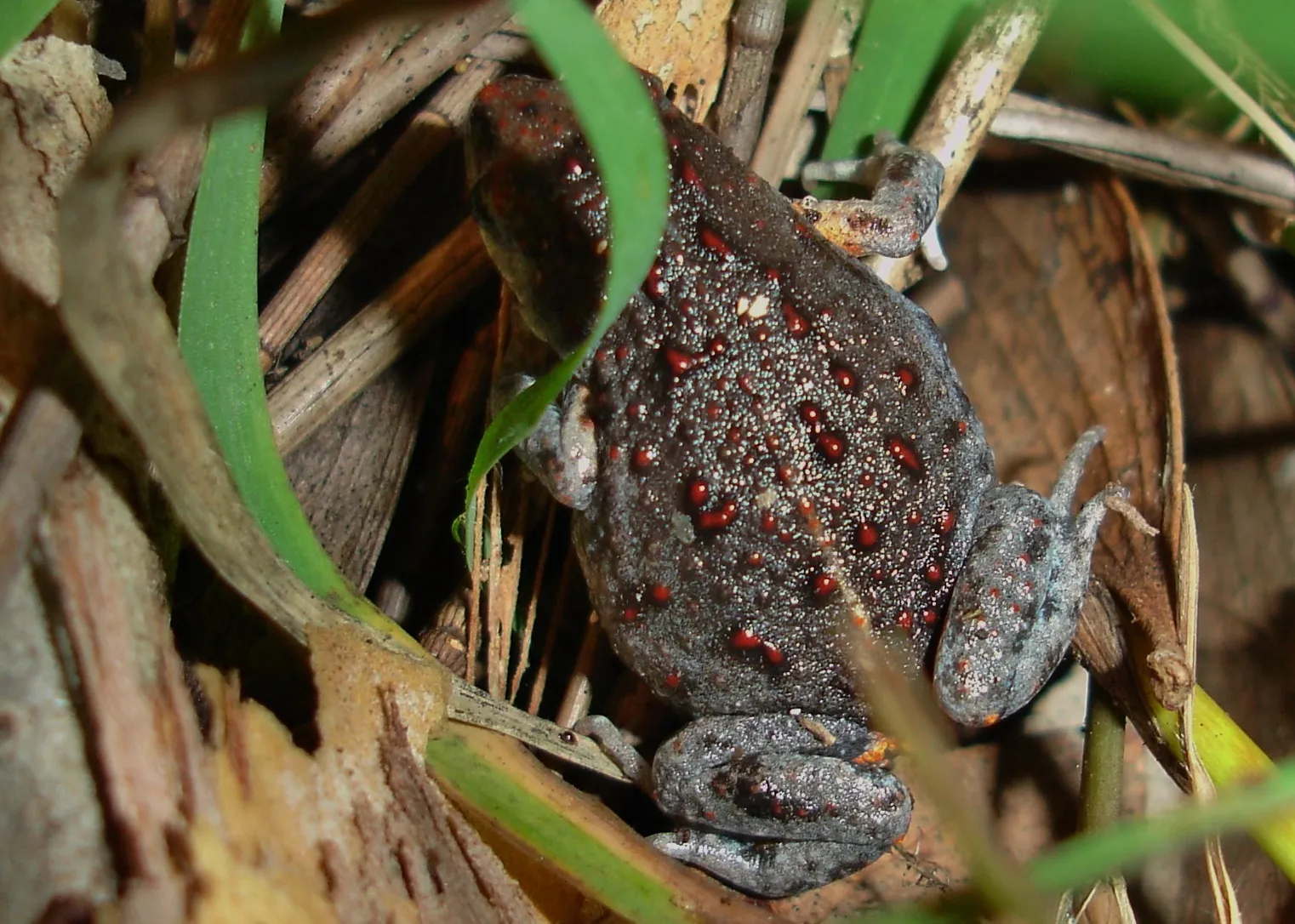 Bibron's Toadlet