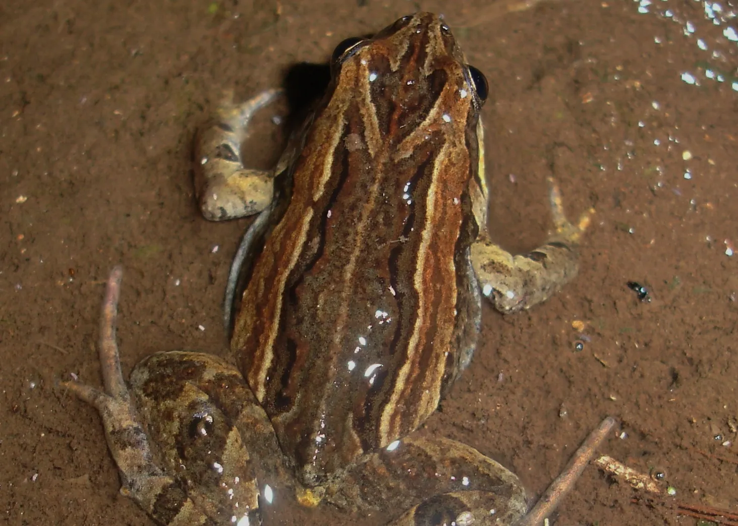 Common Eastern Froglet