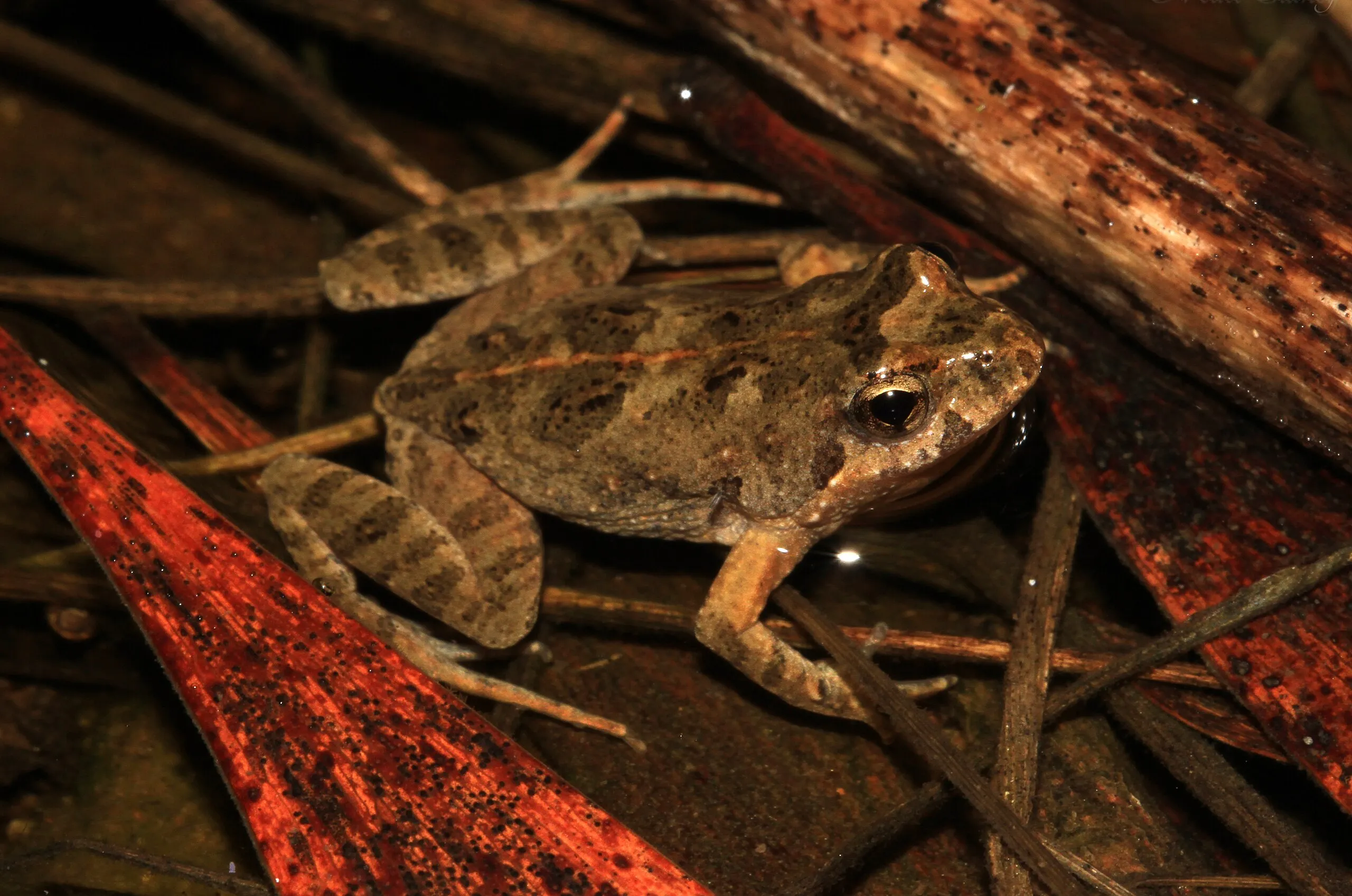 Common Eastern Froglet