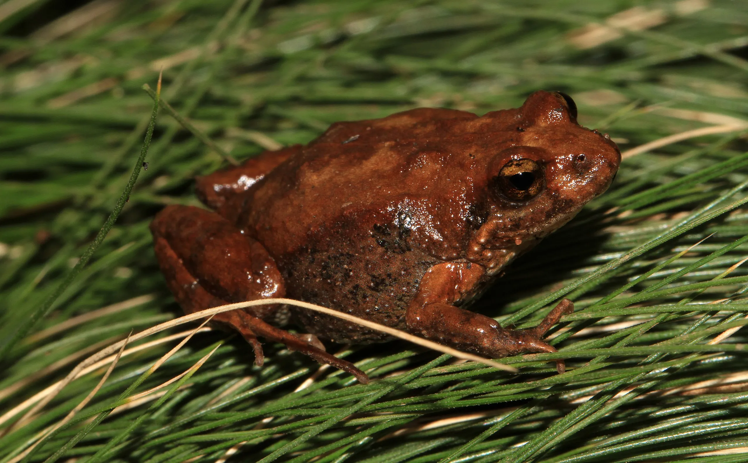 Common Eastern Froglet