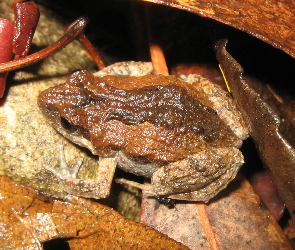 Common Eastern Froglet