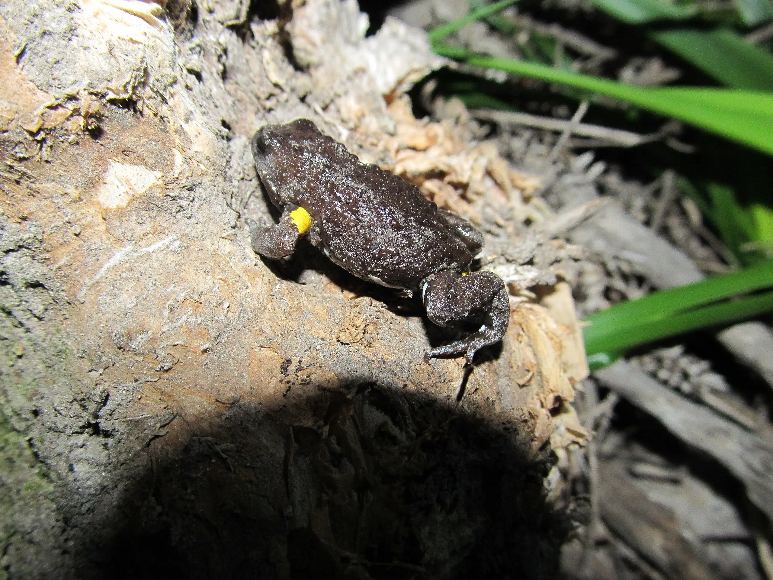 Dendy's Toadlet