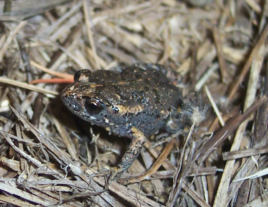 Dusky Toadlet