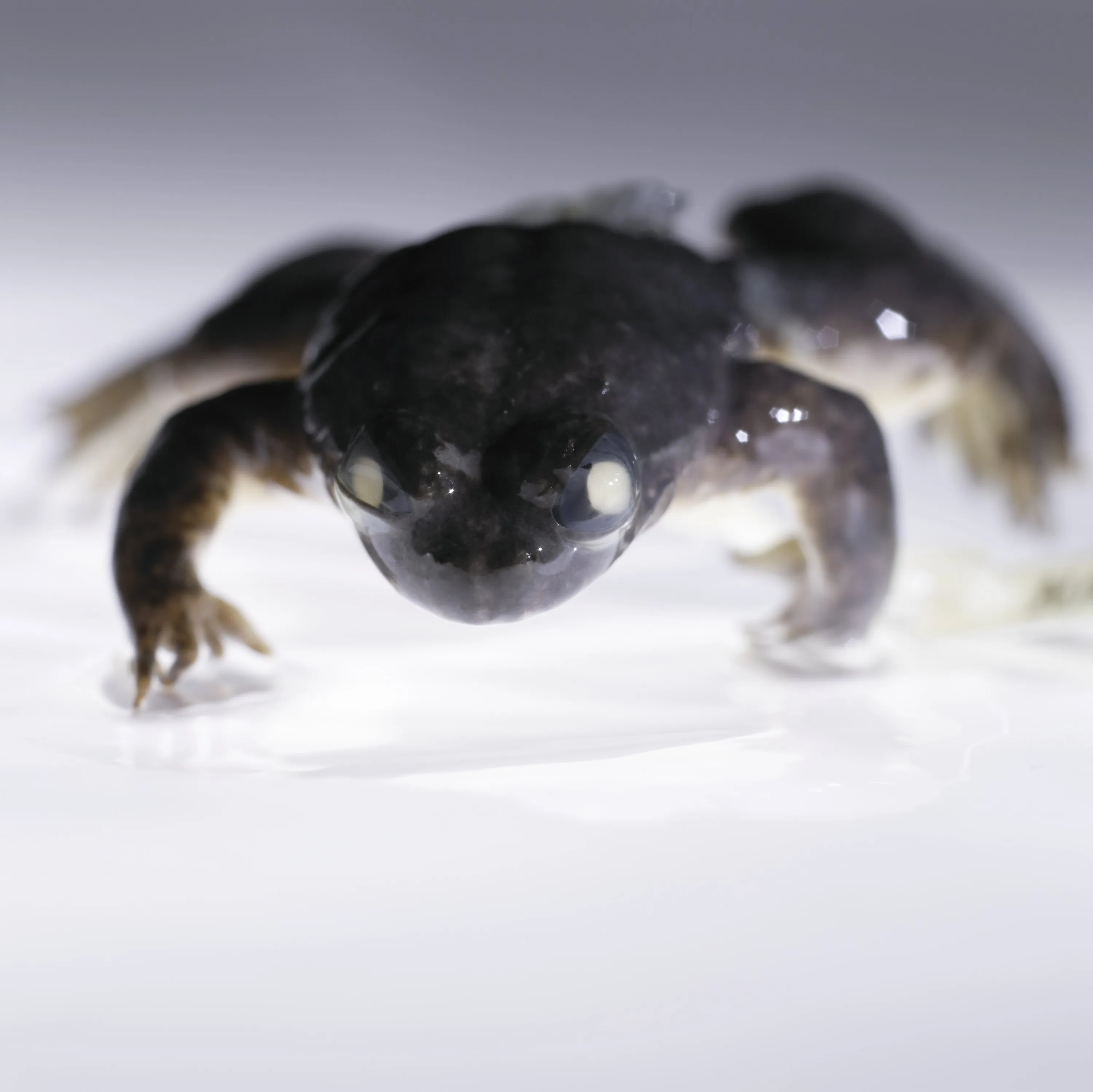 Gastric-brooding Frogs