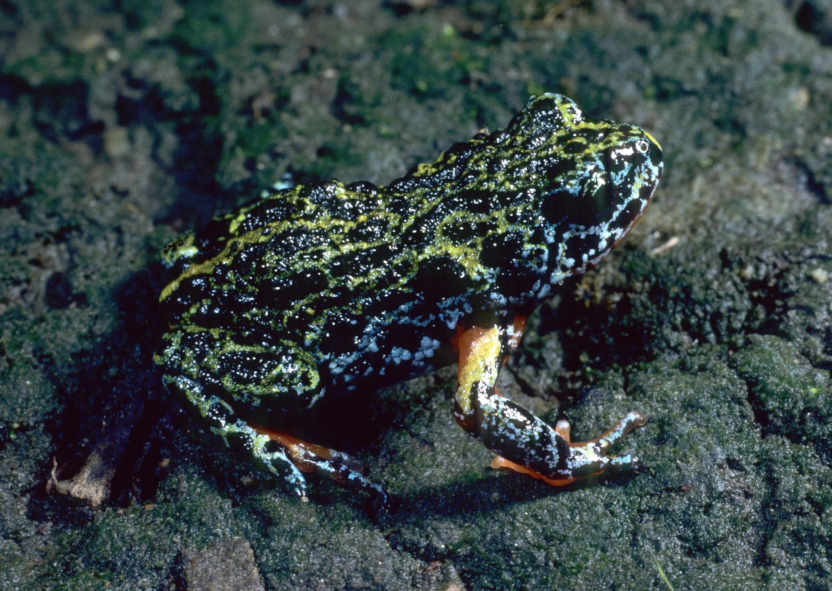 Marbled Toadlet