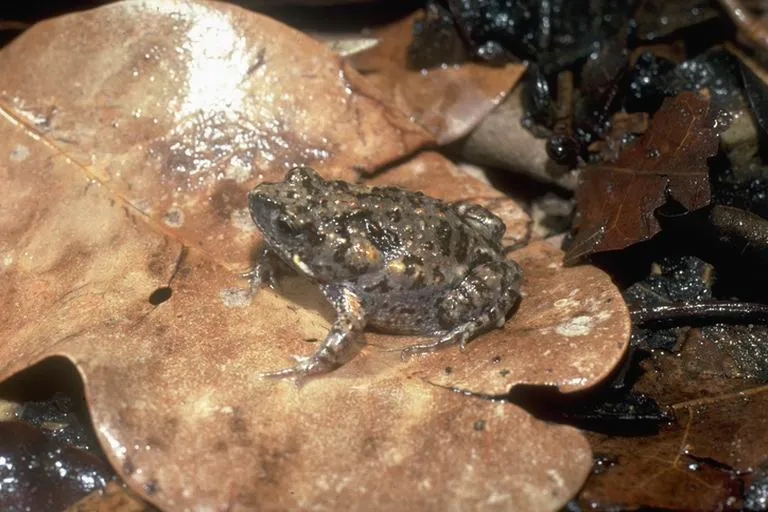 Mimic Toadlet