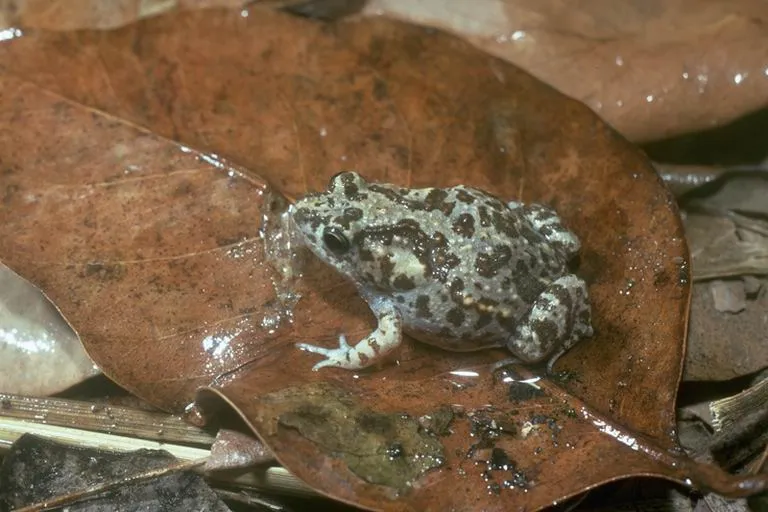 Mimic Toadlet