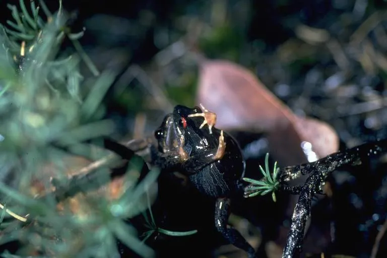 Quacking Frog