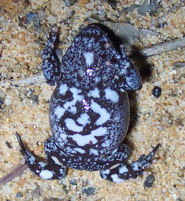 Red-crowned Toadlet