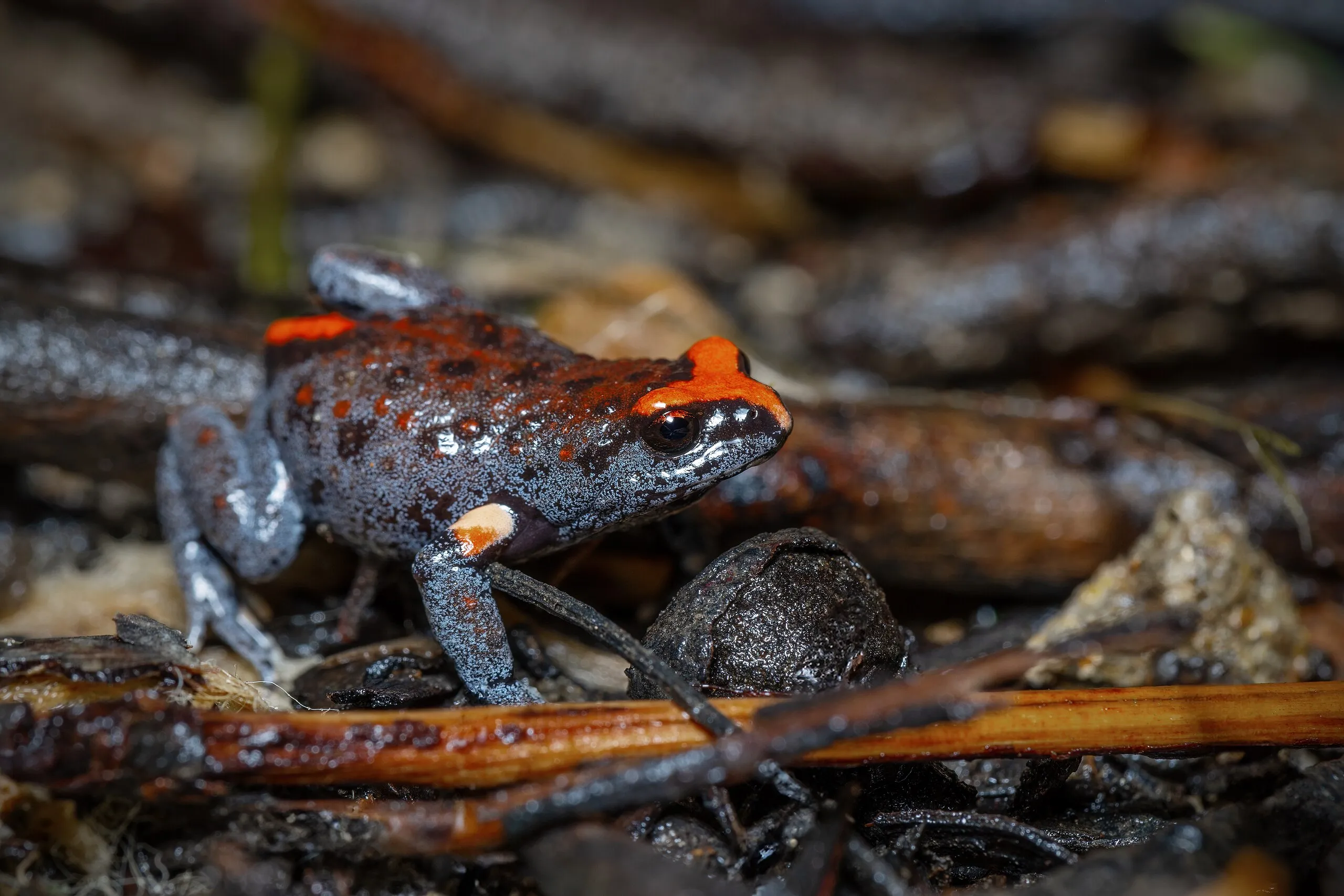 Red-crowned Toadlet