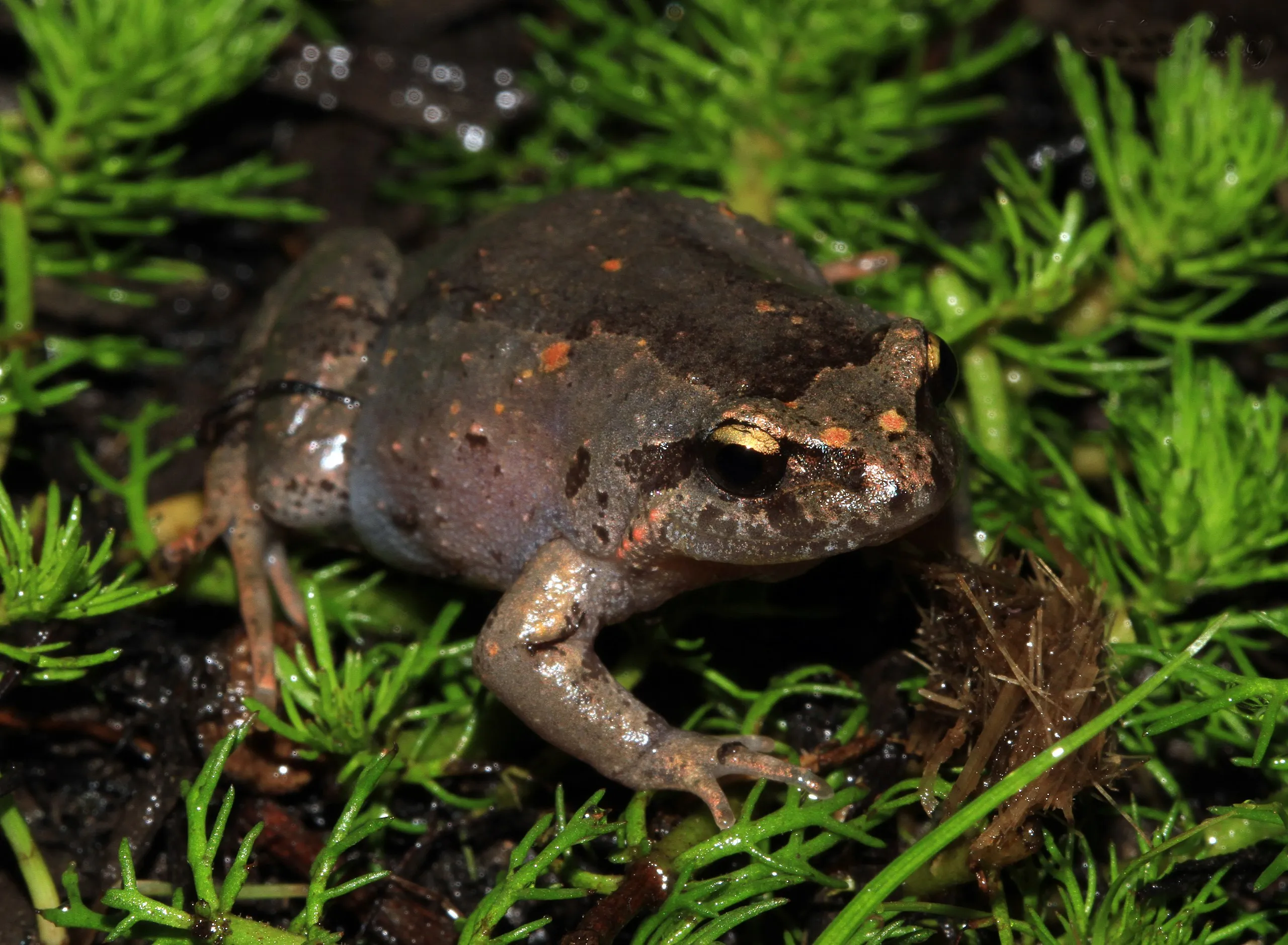 Smooth Froglet