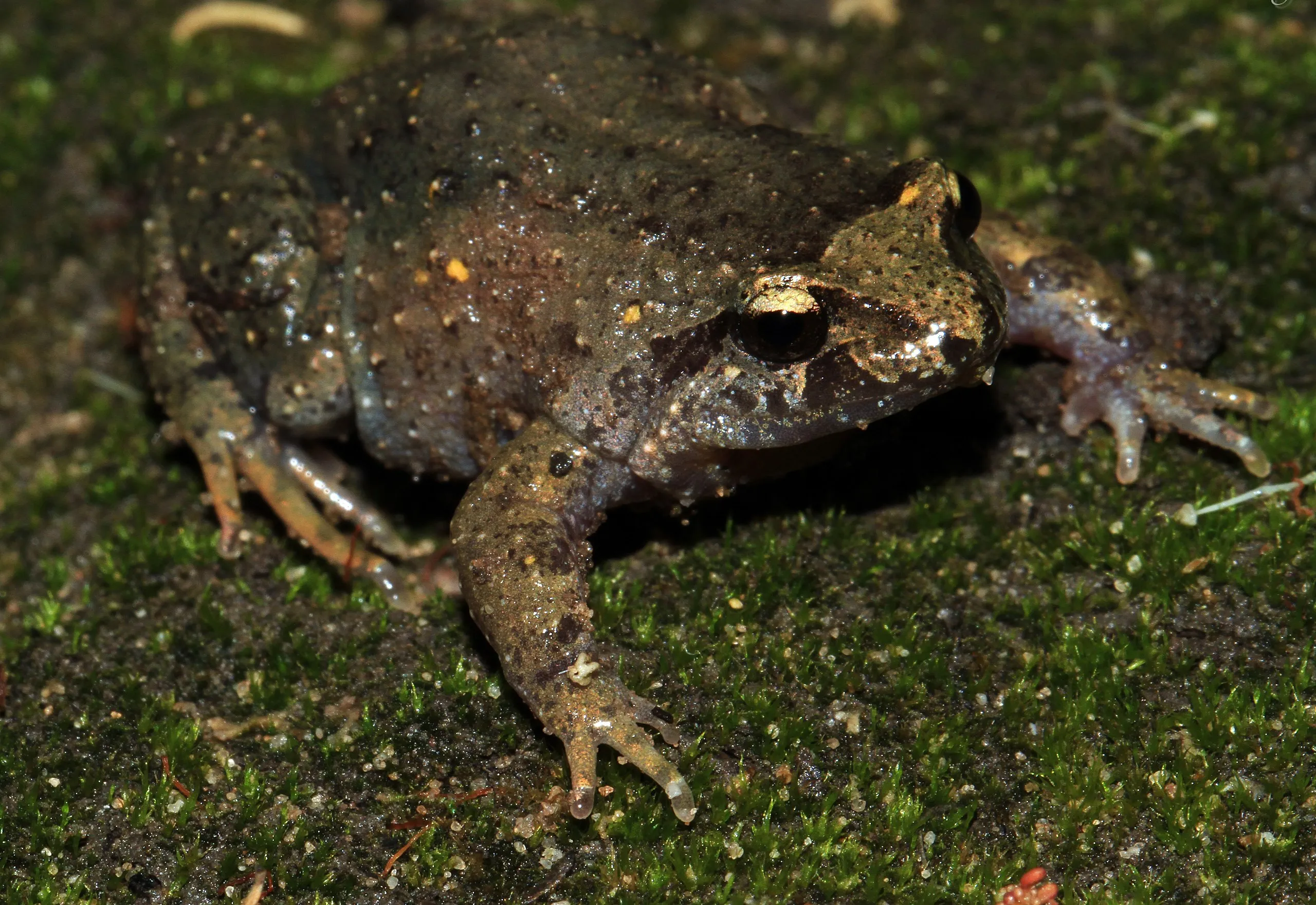 Smooth Froglet