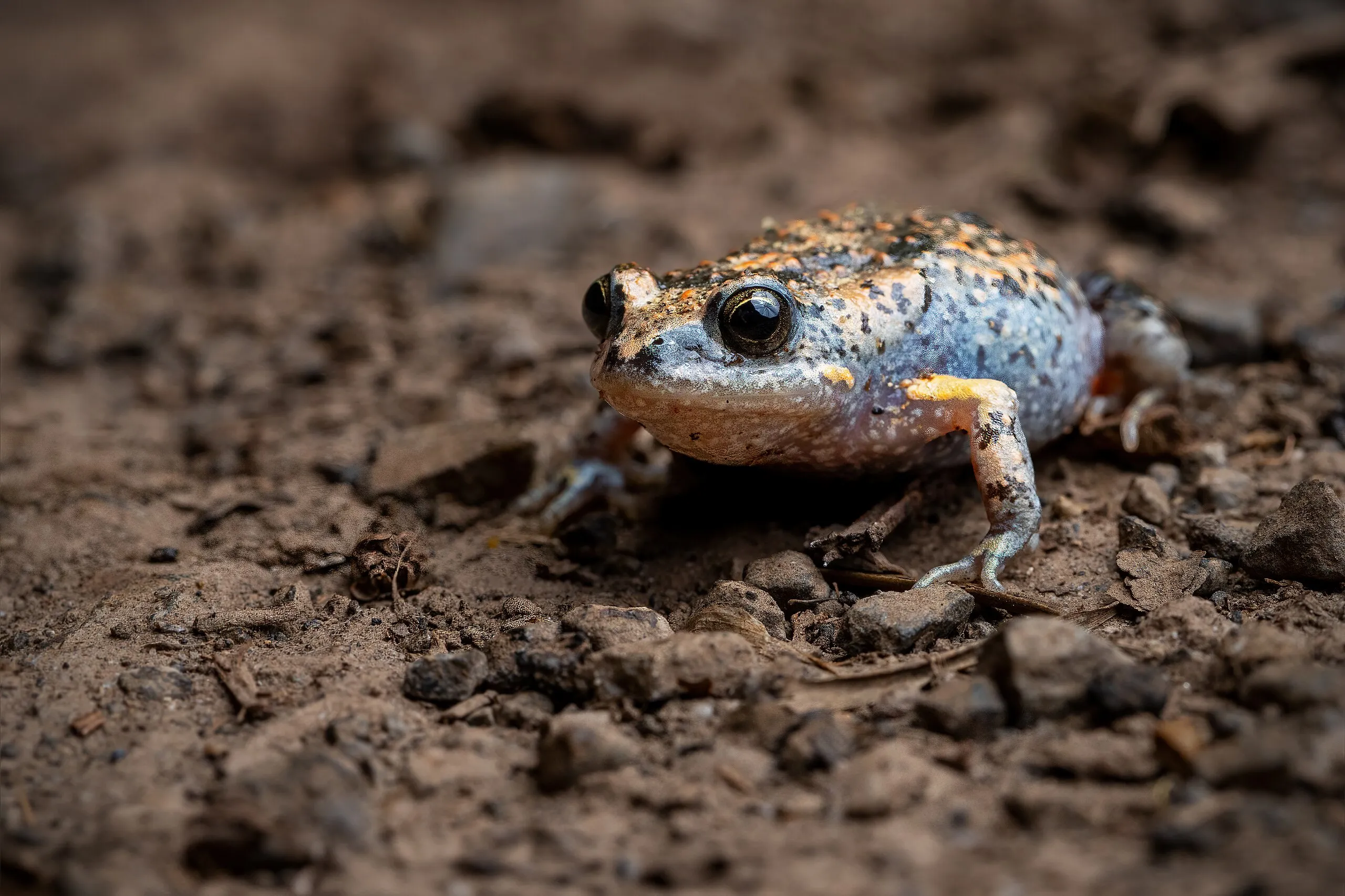 Smooth Toadlet