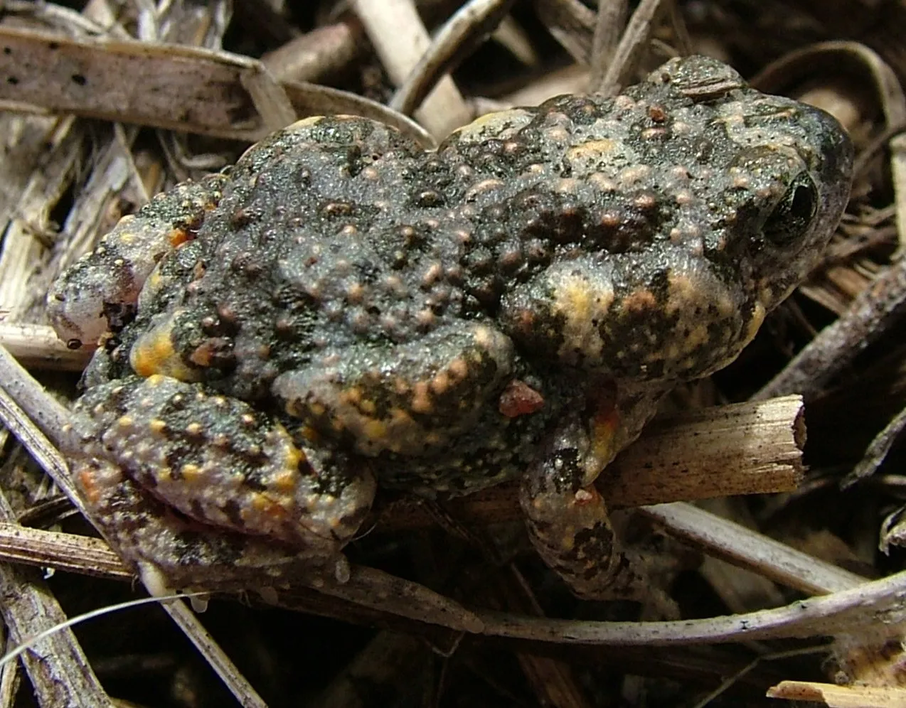 Wrinkled Toadlet