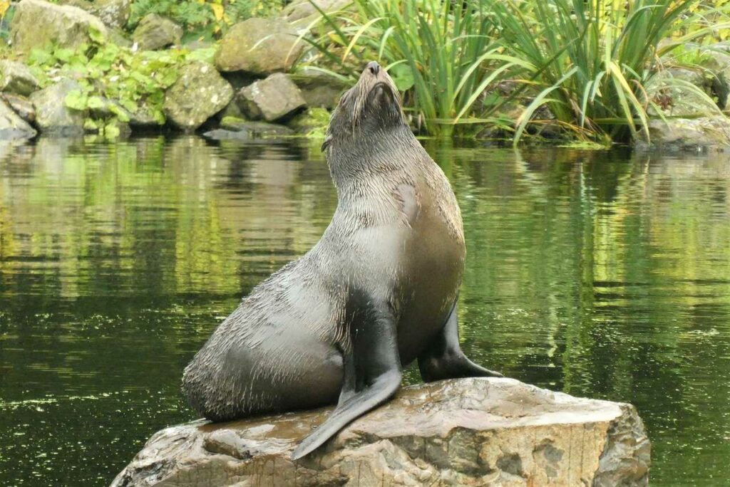 Fur Seal