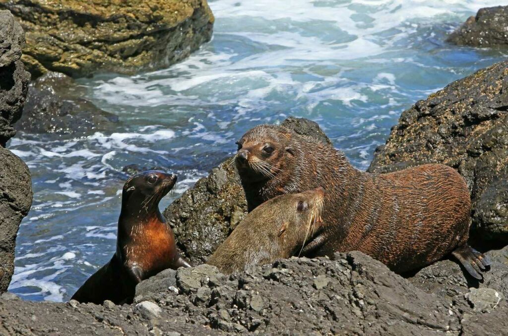 Fur Seal