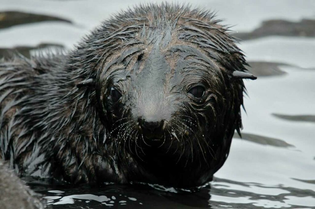 Fur Seal