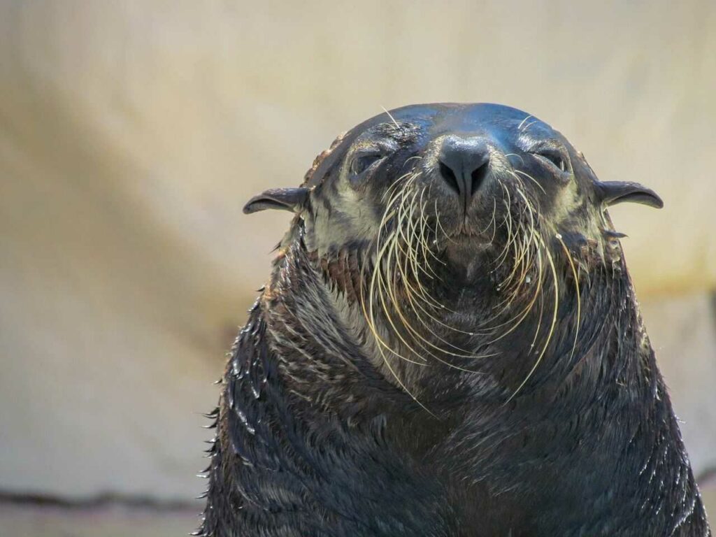 Fur Seal