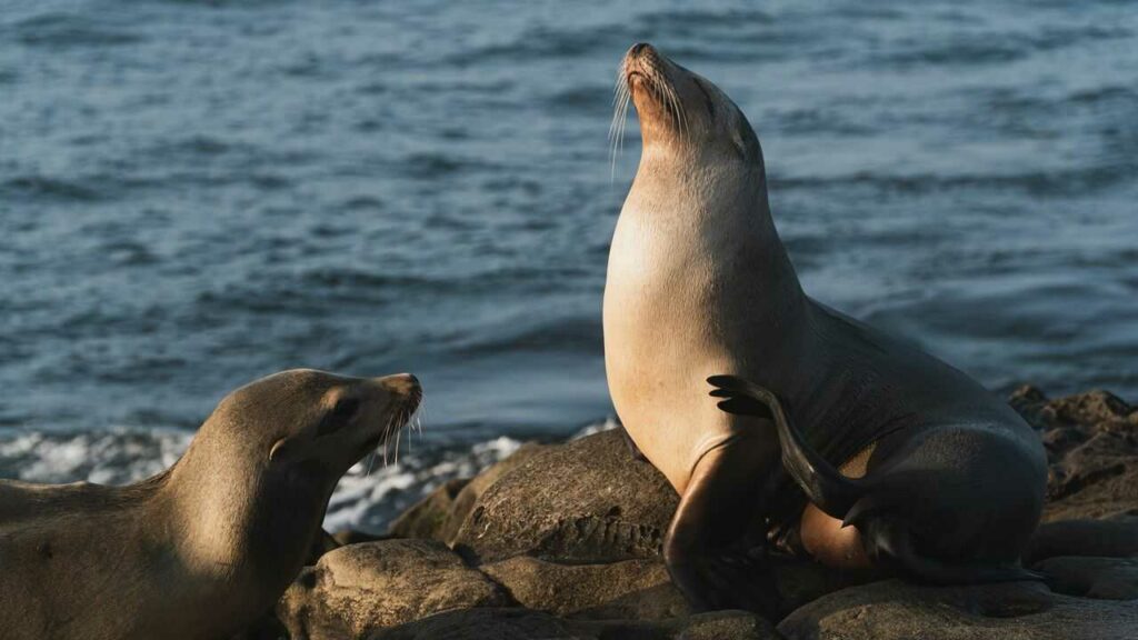 Fur Seal