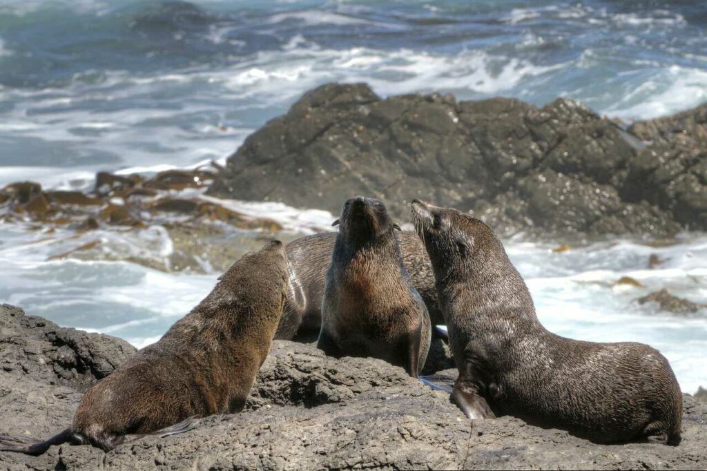 Fur Seal