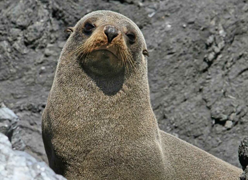 Fur Seal