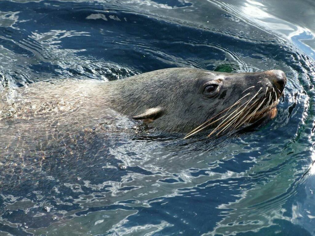 Fur Seal