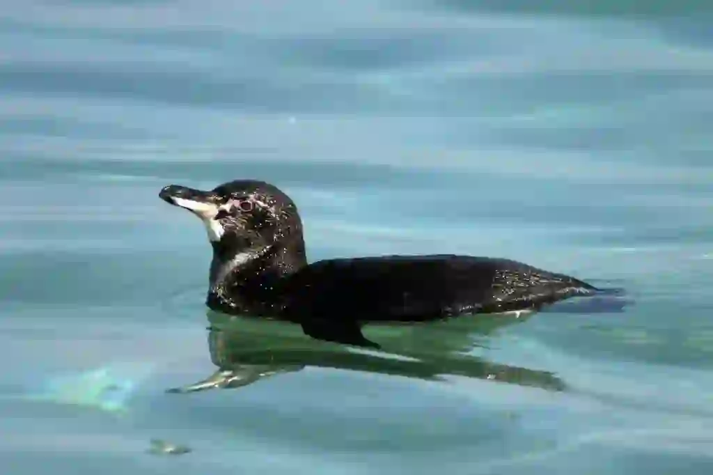 ガラパゴスペンギン