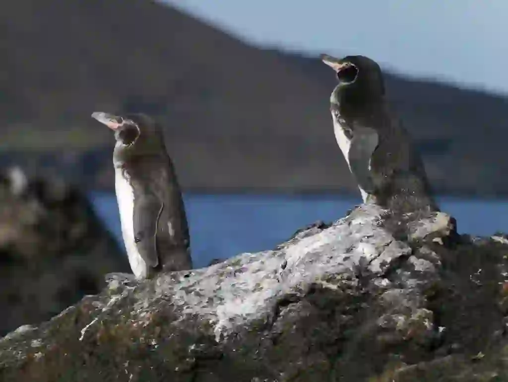 ガラパゴスペンギン