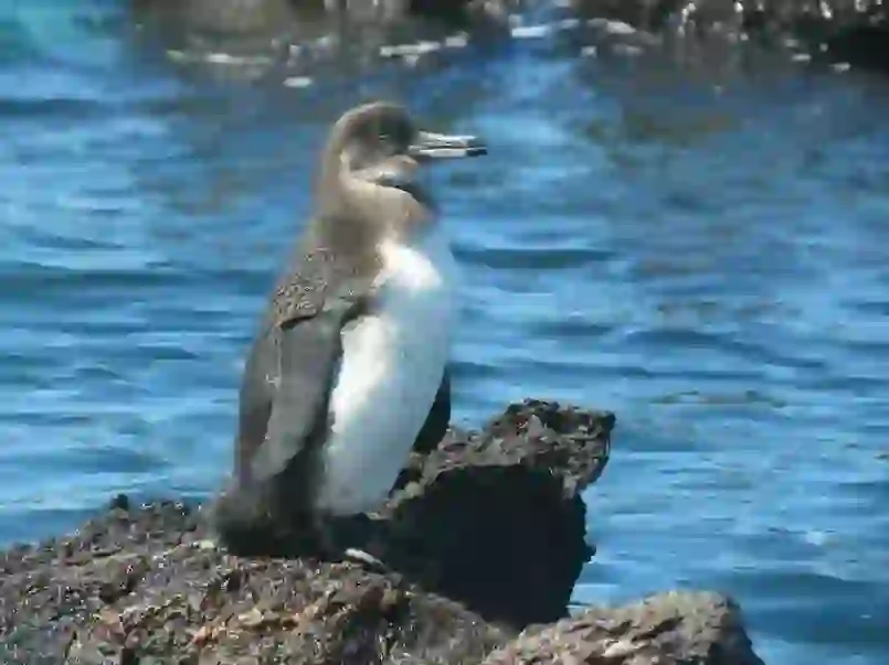 ガラパゴスペンギン