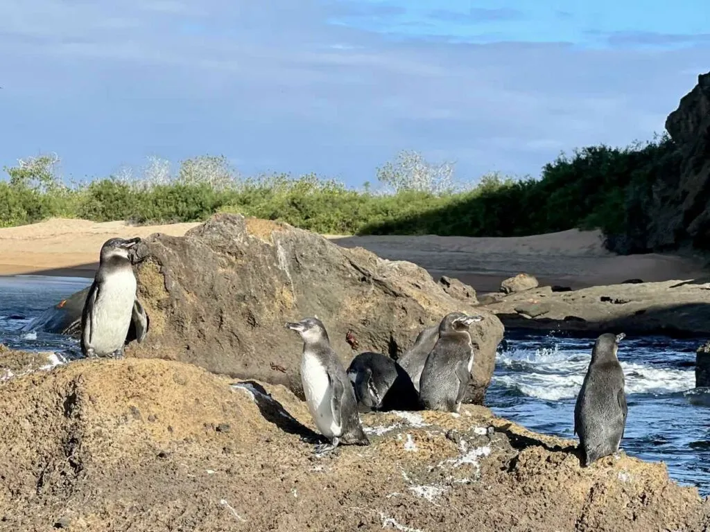 ガラパゴスペンギン