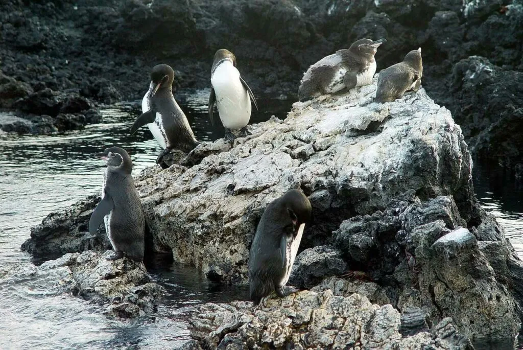 ガラパゴスペンギン