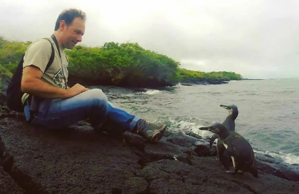 Galápagos Penguin