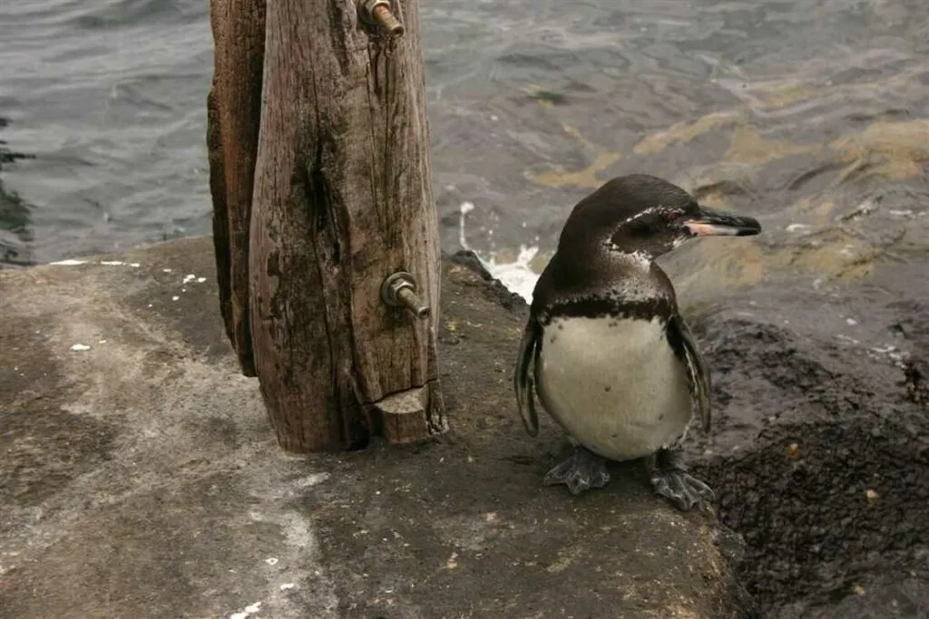 ガラパゴスペンギン