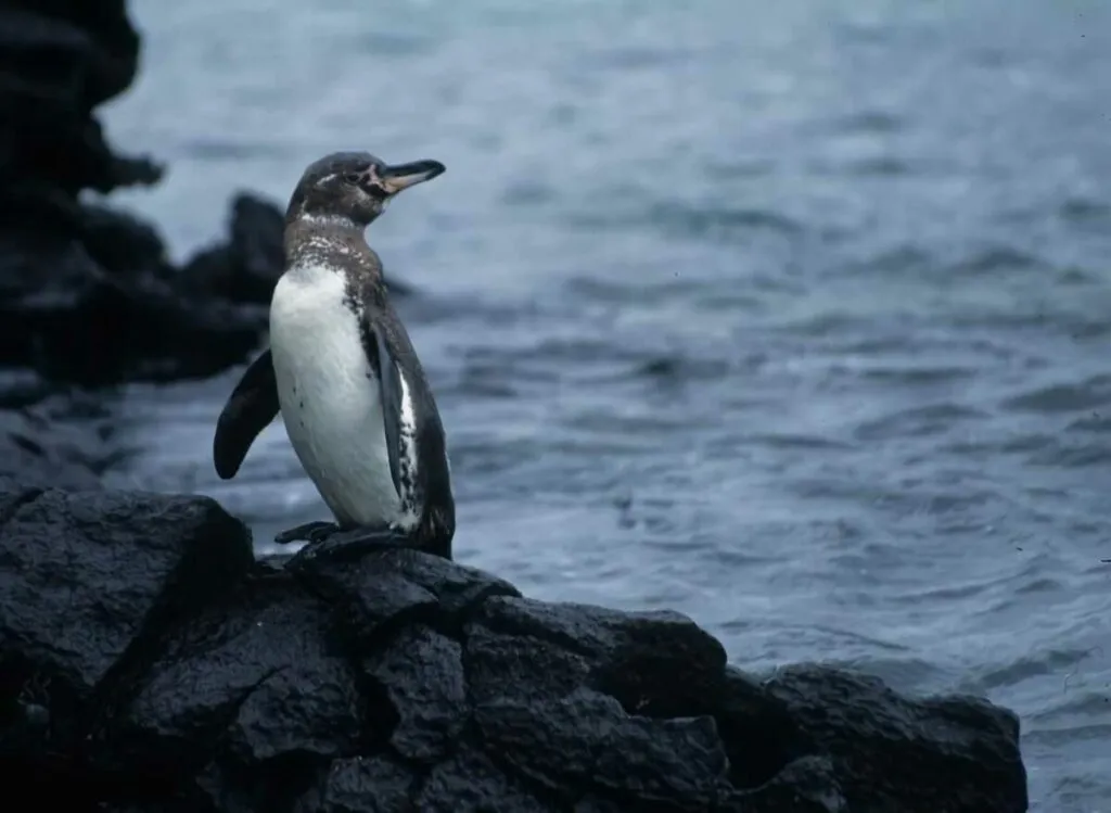 Galápagos Penguin