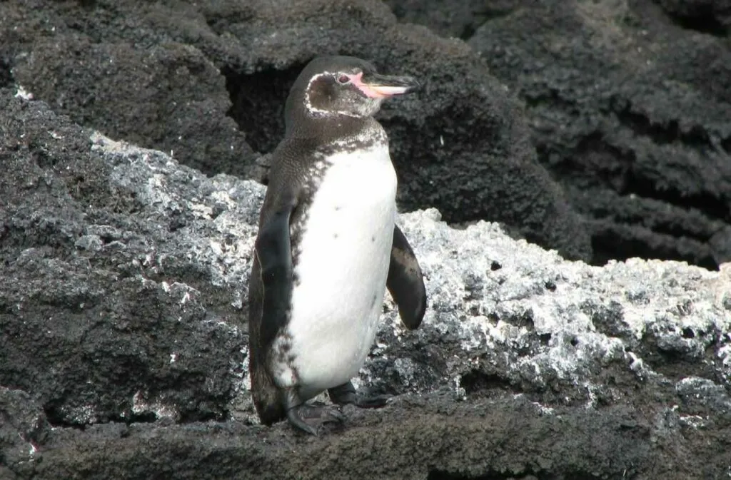 ガラパゴスペンギン