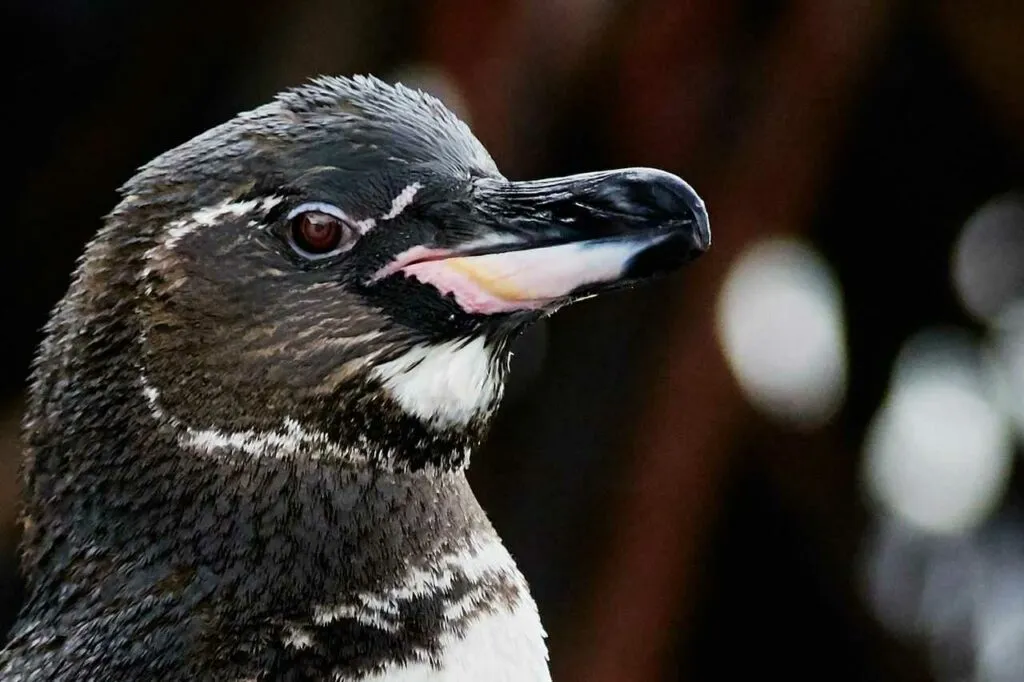 Galápagos Penguin