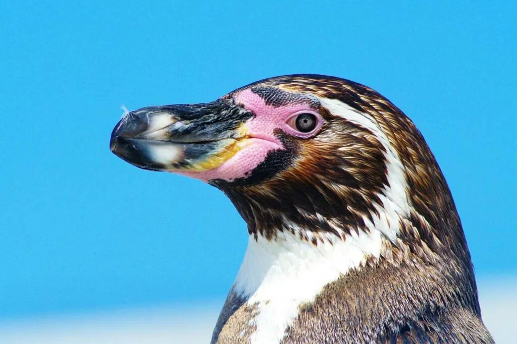 Galápagos Penguin