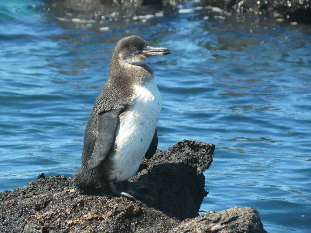 Galápagos Penguin