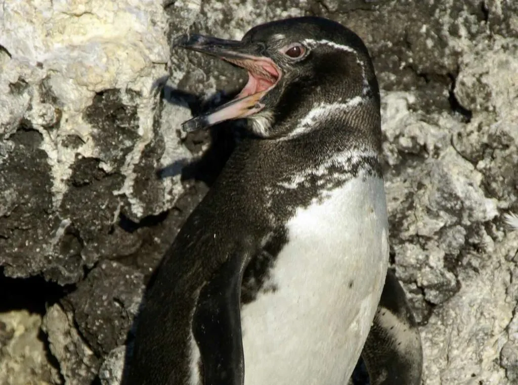 ガラパゴスペンギン