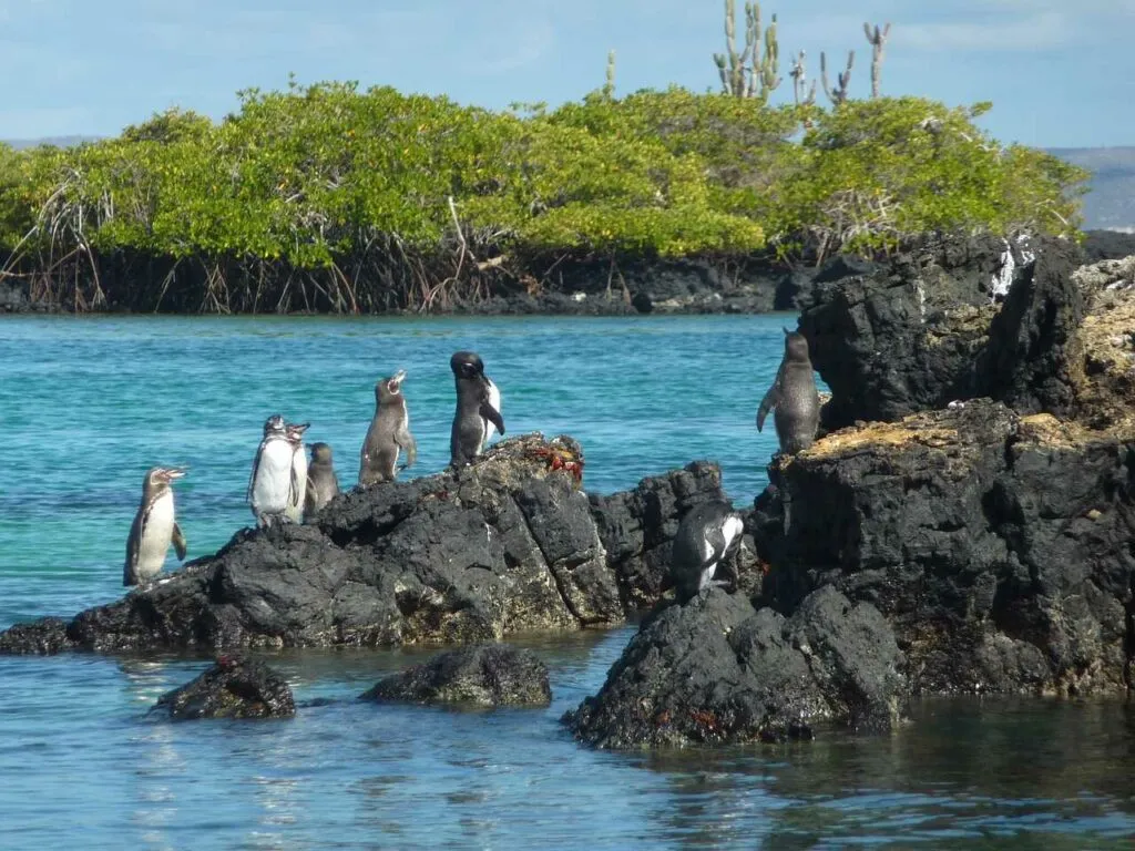 Galápagos Penguin