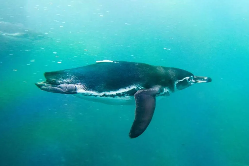 Galápagos Penguin