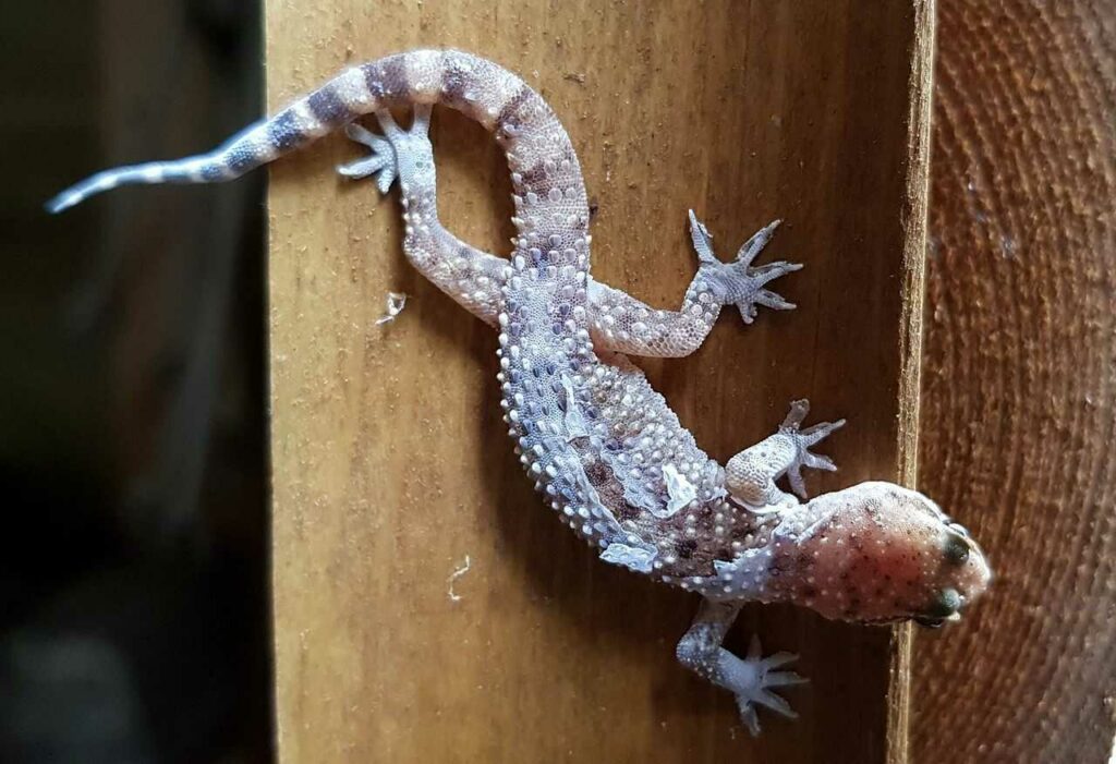 Gecko