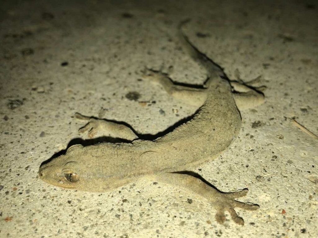 Gecko