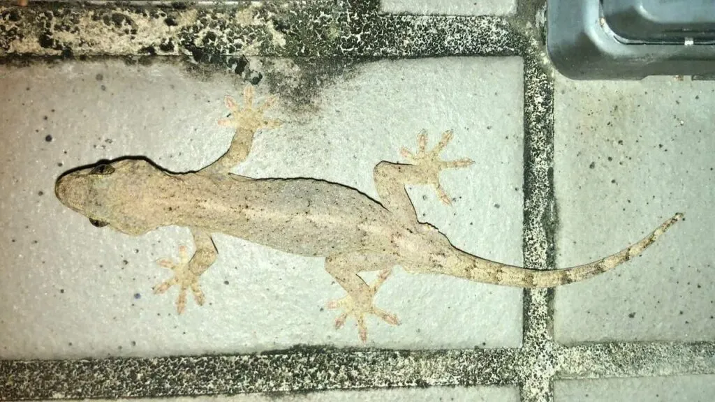 Gecko