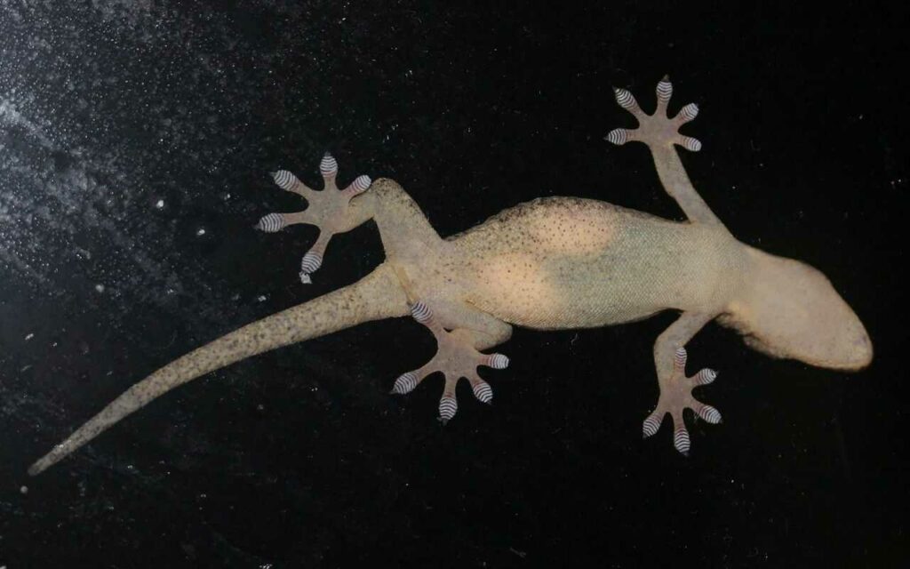 Gecko